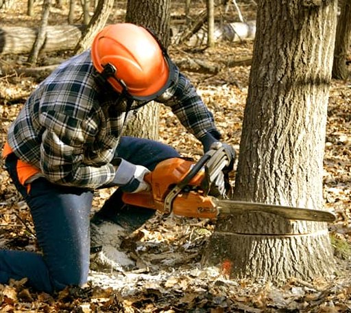 Tree Removal in Rew, PA